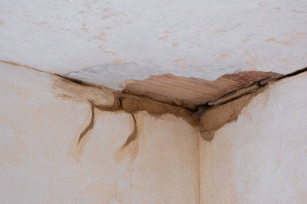 Best Water damage restoration specialists  in Fisher, IL